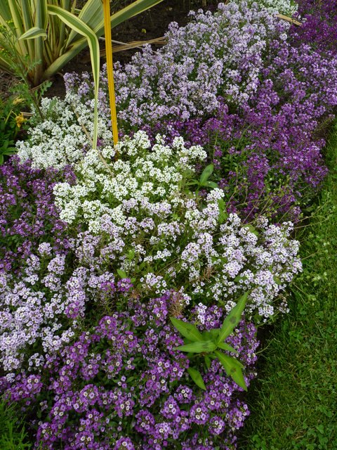 Lobularia maritima 'Clear Cristal' (2)
